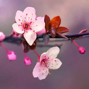 Cherry Blossum - geurolie - 10ml