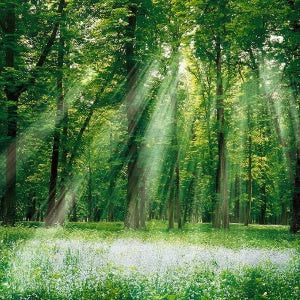 Mystic Forest - geurolie - 10ml