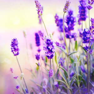 Lavendel - geurolie - 10ml