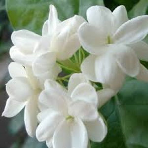 Sweet Jasmine - geurolie - 10ml